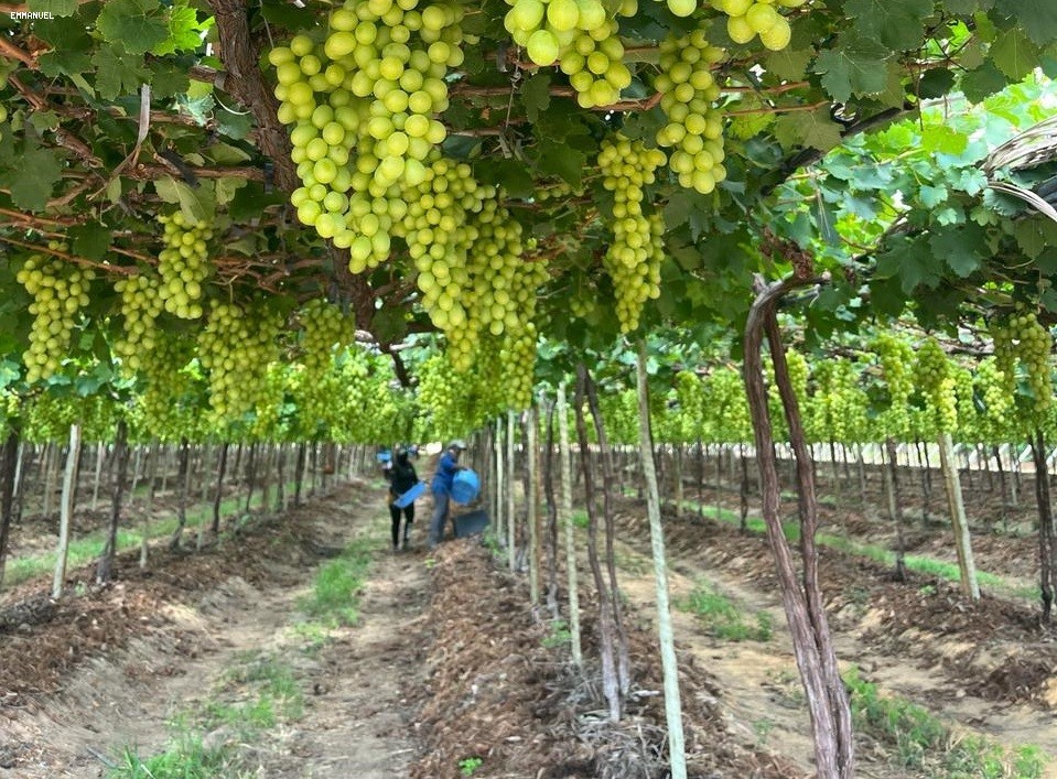 Fazenda à venda em Rural